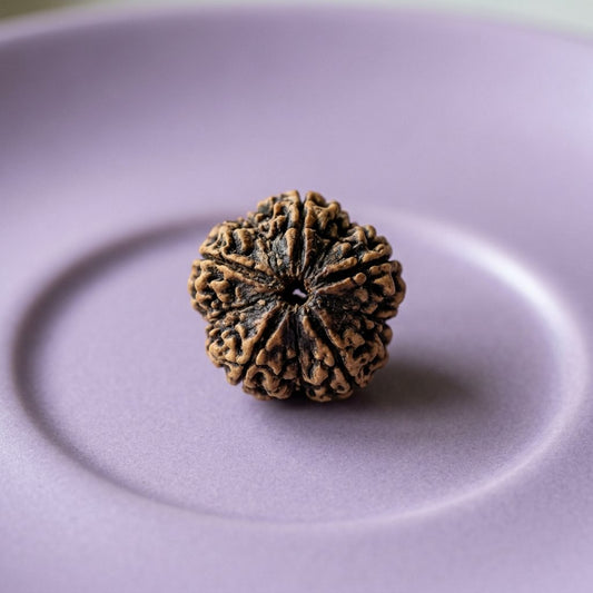 5 Mukhi Rudraksha